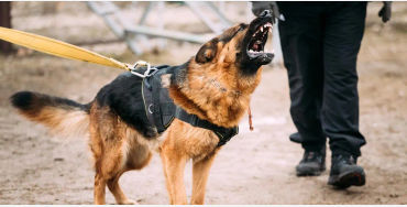 dogs, dogs facts, dogs age, fun facts about dogs, facts about dogs, dogs fun fact, fun facts dogs, d