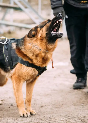 dogs, dogs facts, dogs age, fun facts about dogs, facts about dogs, dogs fun fact, fun facts dogs, d