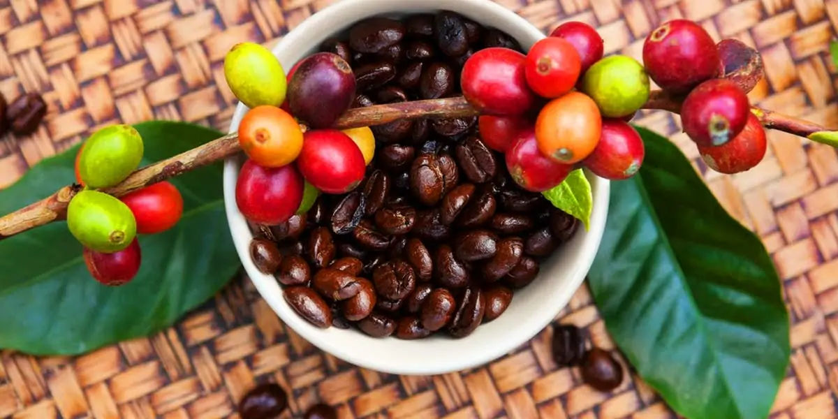 coffee, coffee facts, facts about coffee, coffee, coffee facts, coffee power, coffee drug