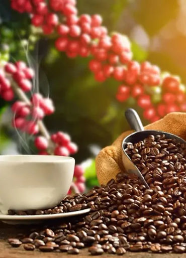 coffee, coffee facts, facts about coffee, coffee, coffee facts, coffee power, coffee drug