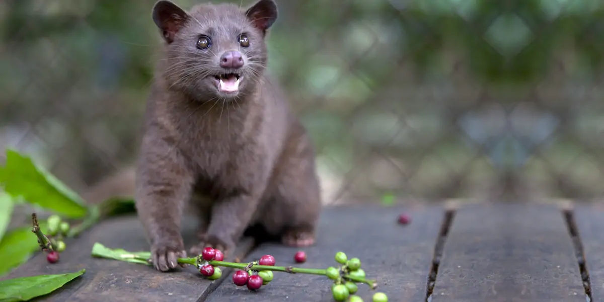 coffee, coffee facts, facts about coffee, coffee, coffee facts, coffee power, coffee drug, most expe