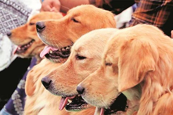 Delhi likely to get its first CNG based pet crematorium by April this year