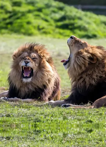 Calvin Coolidge, Calvin Coolidge facts, Calvin Coolidge bio, Calvin Coolidge lions