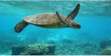 indian ocean, indian ocean facts, facts about indian ocean