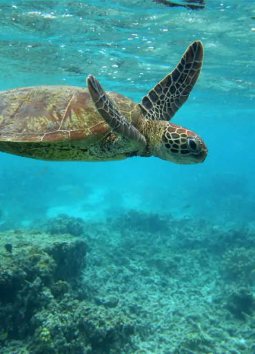 indian ocean, indian ocean facts, facts about indian ocean