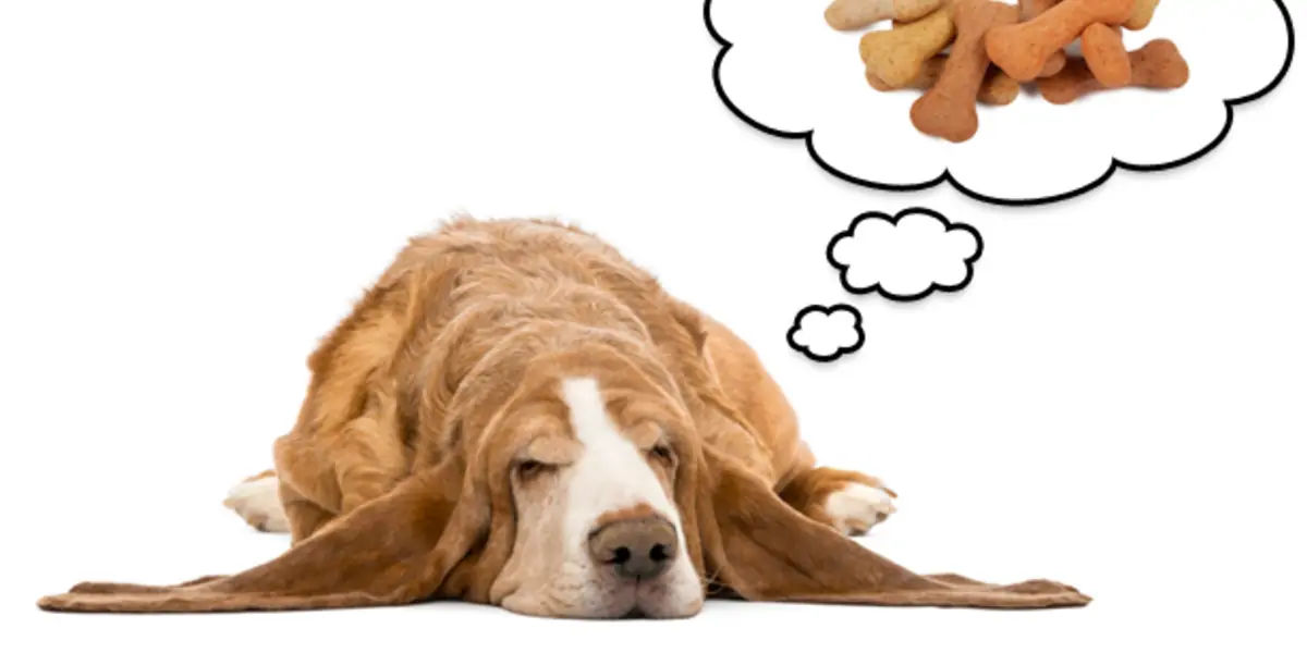 dream facts, facts about dreaming facts, learning in dream, niels bohr