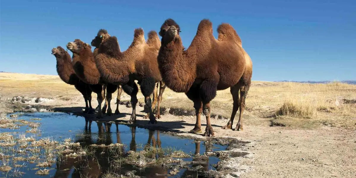 two humped camels, endangered animal, 2 humped camels 