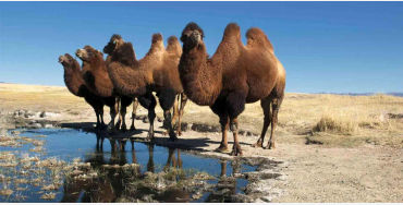 two humped camels, endangered animal, 2 humped camels 
