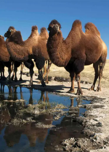 two humped camels, endangered animal, 2 humped camels 
