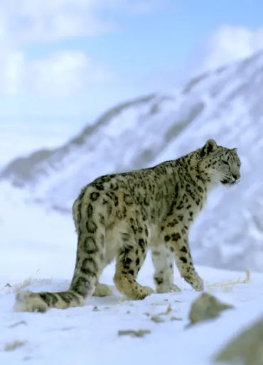 mongolia, facts about mongolia, mongolia facts, mongolians, mongolia vs china