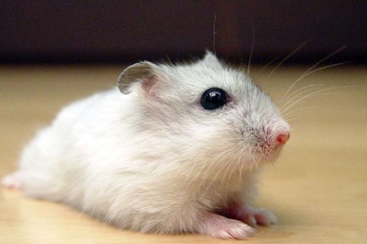 2,000 hamsters will be killed in Hong Kong, risk of spreading corona infection