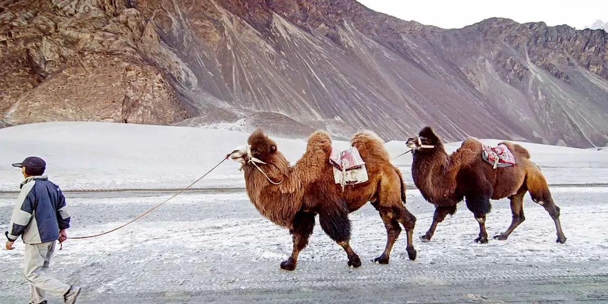 ladakh, ladakh facts, facts about ladakh, about ladakh, ladakh fact, ladakh travel, travel ladakh, l