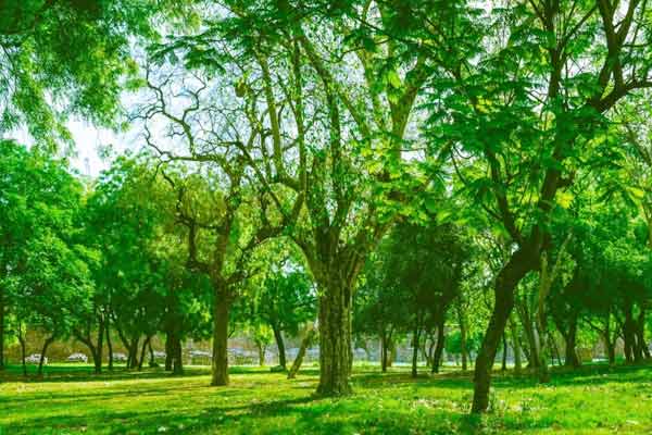 Delhi is greener than Mumbai and Kolkata, report about forest cover surfaced