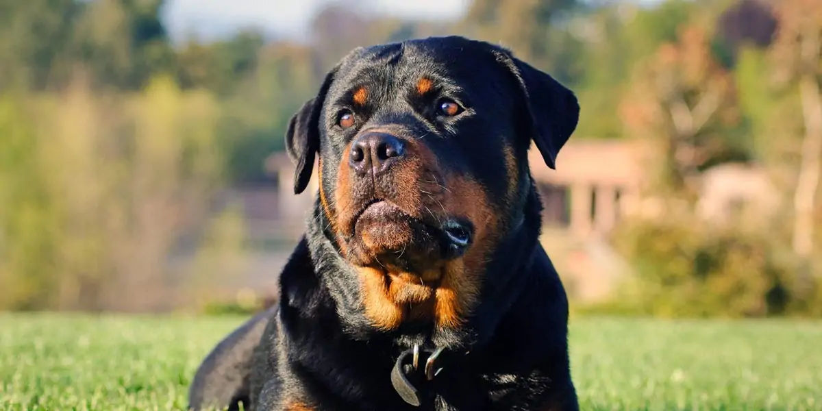 dogs, dogs facts, dogs age, fun facts about dogs, facts about dogs, dogs fun fact, fun facts dogs, d