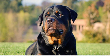 dogs, dogs facts, dogs age, fun facts about dogs, facts about dogs, dogs fun fact, fun facts dogs, d
