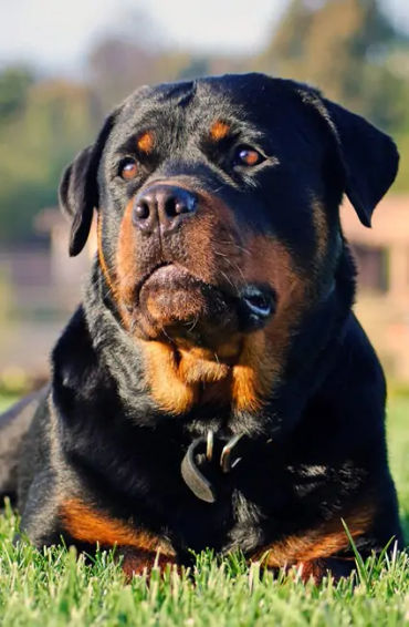 dogs, dogs facts, dogs age, fun facts about dogs, facts about dogs, dogs fun fact, fun facts dogs, d