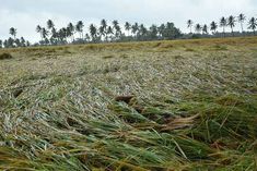 Unseasonal rains ruined 39 thousand hectares of crops in Haryana, 23 thousand farmers sought compens