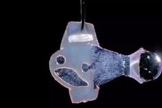 Scientists made artificial fish from human heart cells lived for 3 months
