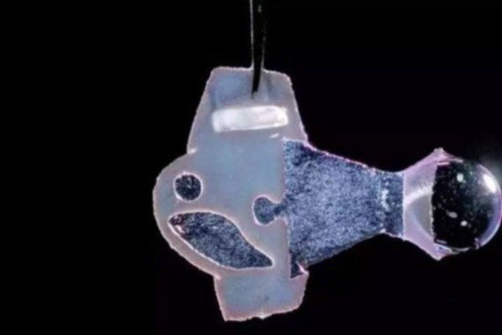 Scientists made artificial fish from human heart cells lived for 3 months