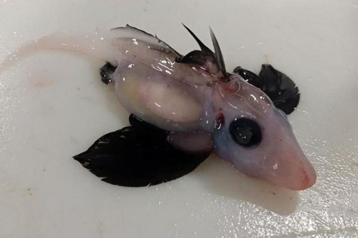 Newly Born Ghost Shark Baby Discovered by Scientists In New Zealand
