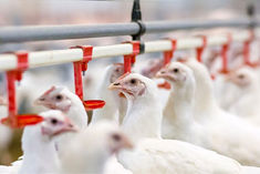 100 chickens found dead at farm in Thane, 25,000 birds to be killed due to bird flu scare