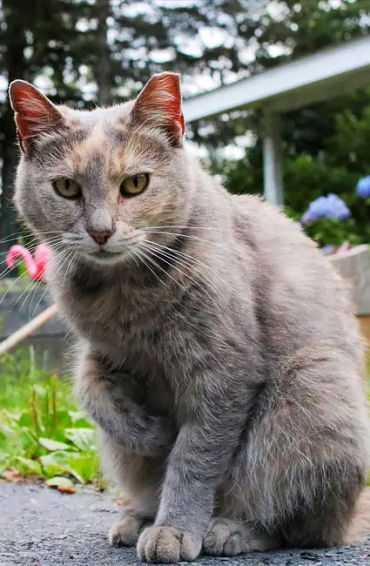 disney facts, disney fact, disney, walt disney, disneyland, disneyland facts, facts about disneyland