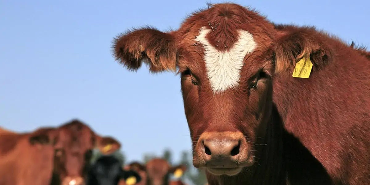 Did You Know Facts : Did you Know? Moldova's national animal is a big cow |  Shortpedia