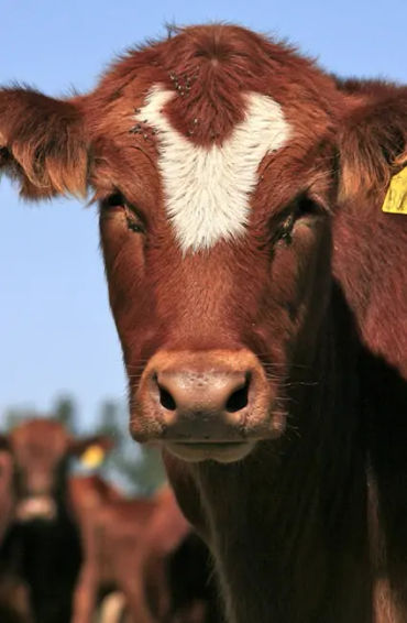 moldova, moldova facts, moldova country, moldova fact, moldova europe