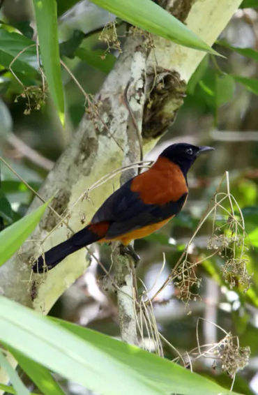 papua new guinea, papua new guinea about, papua new guinea facts, papua new guinea travel, papua new