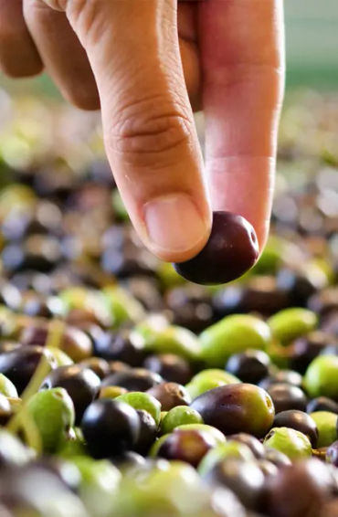 greece facts, facts about greece, greek islands, greek facts, facts about greeks, greece islands 