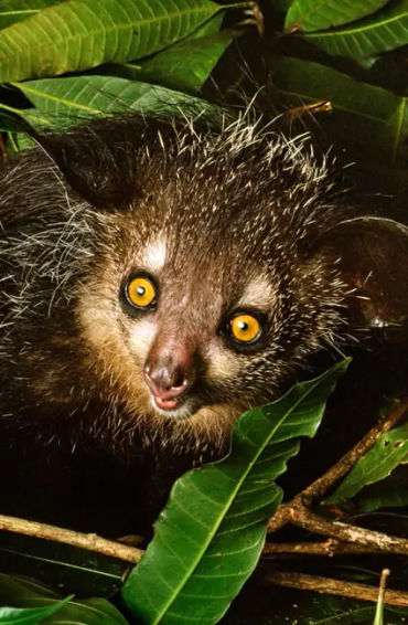 madagascar, madagascar facts, facts about madagascar, madagascar pirates, madagascar vanila, madagas