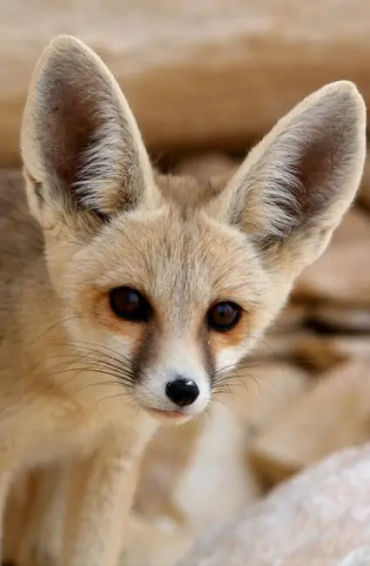 algeria, algeria facts, facts about algeria, algeria fact, algeria population, sahara dessert in alg