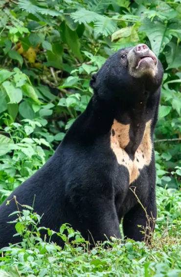 malaysia, malaysia facts, facts about malaysia, malaysian facts, facts about malaysians, malaysian c