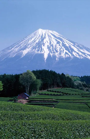 japan facts, facts about japan, janitors in japan, fun facts japan, otaku, japan fun facts 