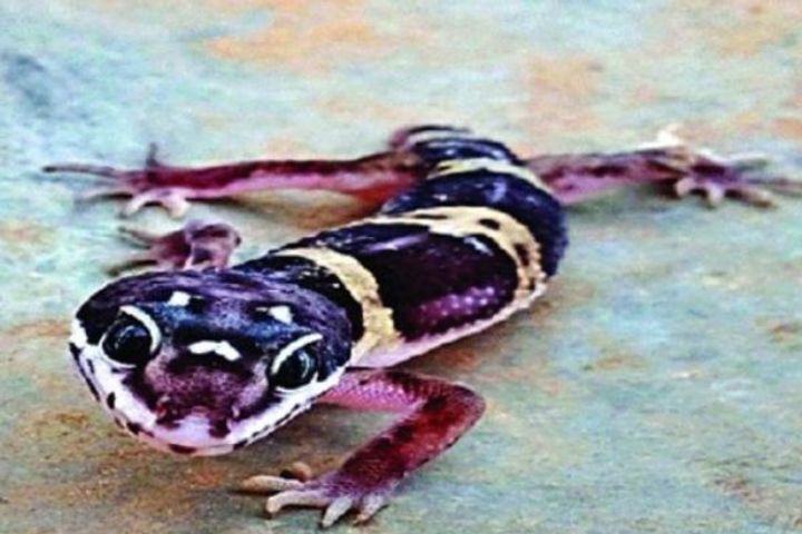 Seabold Snake, Leopard Gecko and Black Crown Night Heron spotted in Delhi, good news for nature love