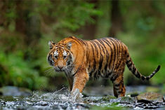 World Wildlife Day: 28 tigers died in the country in 2 months and 125 leopards died in a year