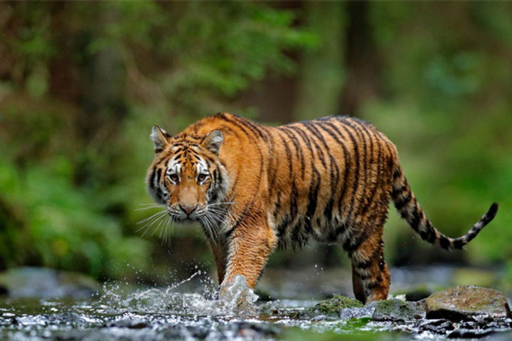 World Wildlife Day: 28 tigers died in the country in 2 months and 125 leopards died in a year
