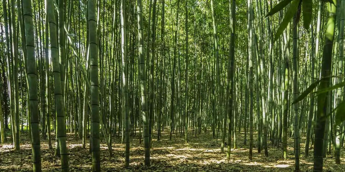 japan facts, facts about japan, janitors in japan, fun facts japan, otaku, japan fun facts , japanes