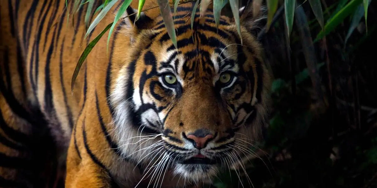 The wrath of s mother. A bengal tiger protecting her cub from danger in Jim  Corbett National park, India. : r/IndiaSpeaks