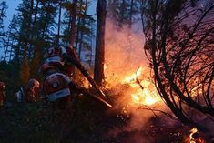 Fire Breaks In Gir Forest This Is House Of Asian Lions