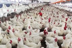 Bird flu: 53 lakh chicks will be killed in Iowa province of America
