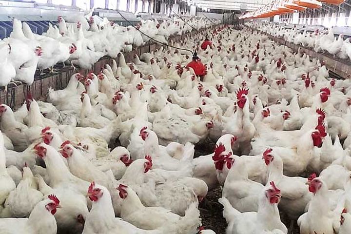 Bird flu: 53 lakh chicks will be killed in Iowa province of America