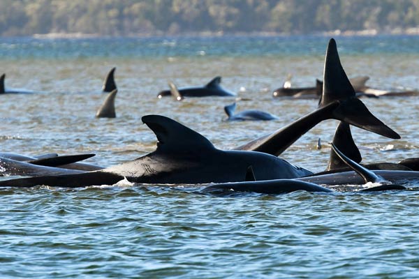 More than two dozen whales killed in the Gulf of New Zealand