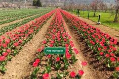 Asia's largest garden will open in Srinagar from today