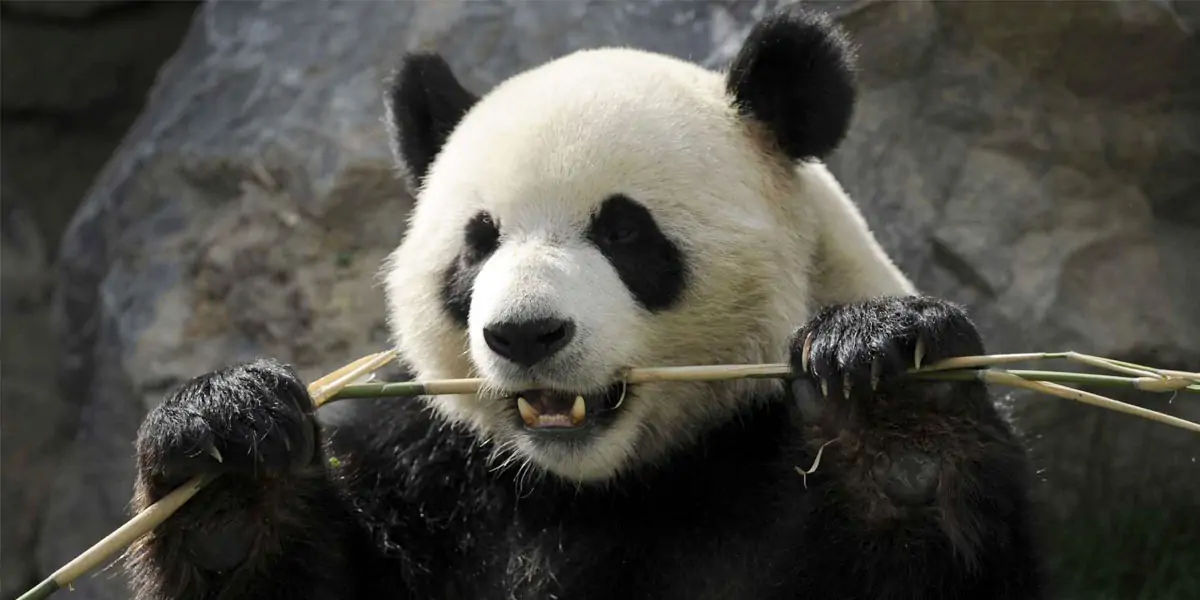 panda, panda facts, facts about panda, panda life, panda food