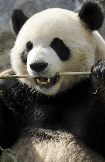 panda, panda facts, facts about panda, panda life, panda food