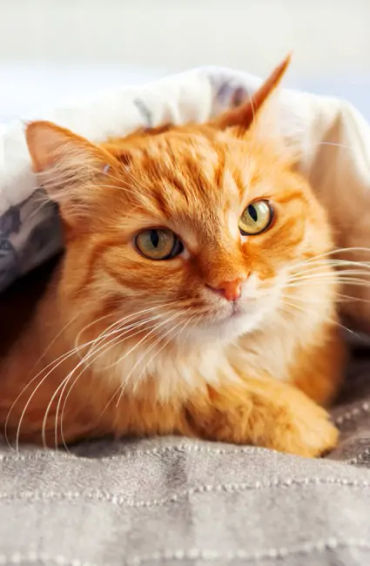 fun fact, fun facts about humans, 