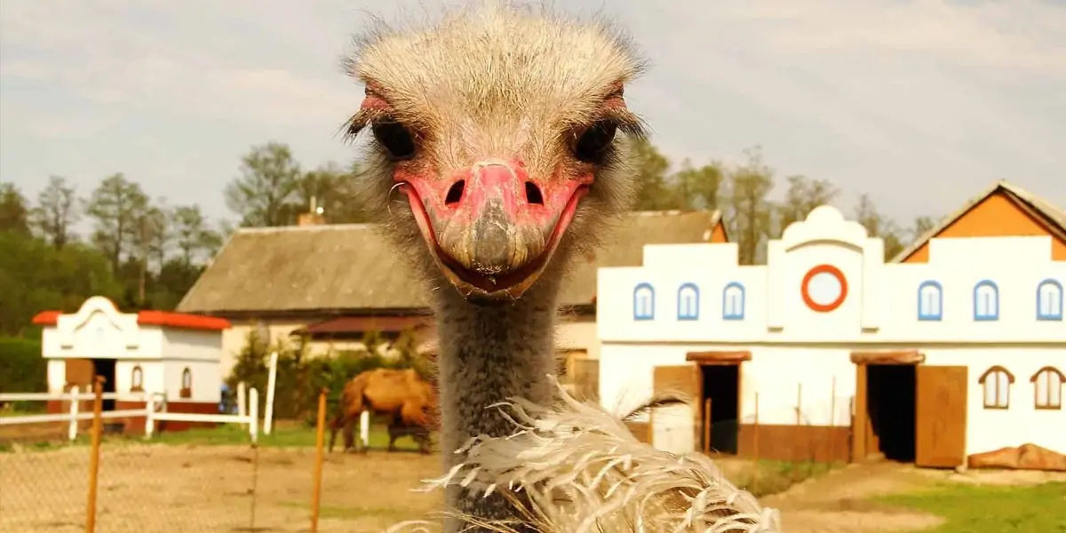 ostrich, ostrich facts, fact about ostrich, facts about ostrich, bird facts, 