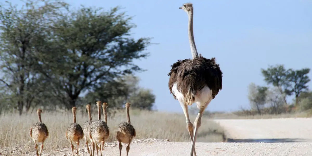 Interesting Facts About Animals : Did you Know? The Wingspan of an Ostrich  Is Over Six Feet | Shortpedia