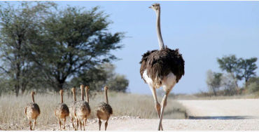 ostrich, ostrich facts, fact about ostrich, facts about ostrich, bird facts, 